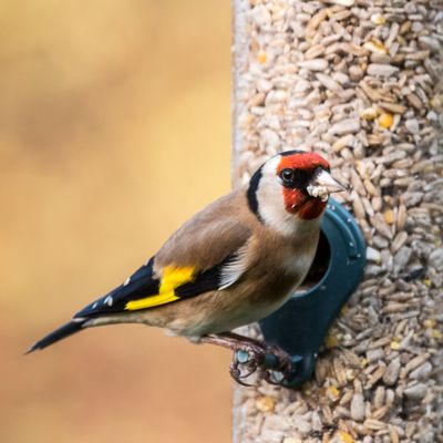 Can a neighbour complain about my bird feeder? The conditions under which a council will take this issue seriously (and put you at risk of a fine)