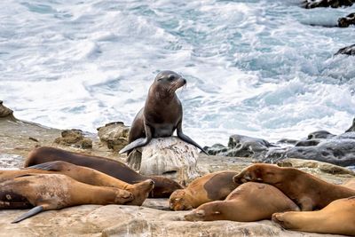 Teenager pleads guilty to attacking California sea lion in viral video