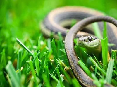 Do you have these things in your garden? They could be attracting snakes to your home