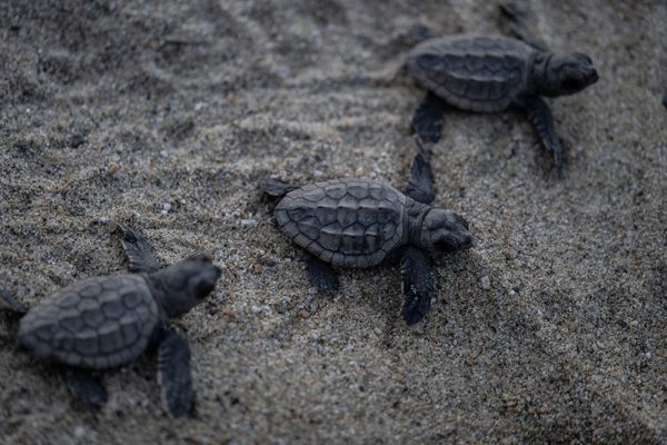 55 newborn turtles die along Florida beach after nearby lights lured them away from ocean water