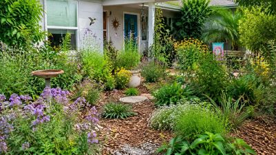 A Florida homeowner swapped lawn grass for old soaked cardboard, mulch and native plants without digging up the lawn; the result was a low-maintenance front yard ecosystem where pollinators, birds, edible plants and people could coexist