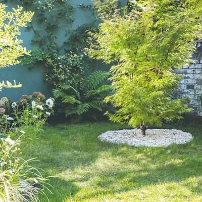 Experts reveal how to repair bald lawn patches after a summer of heat and drought – the simple steps to help your grass recover