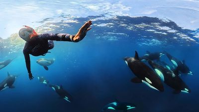 Dive first, shoot second: Underwater photography lessons from two commended filmmakers