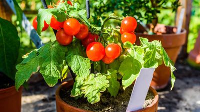 Are your tomatoes in crisis? Here's how baking soda and vinegar can save your crop
