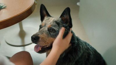 The End Of Oak Street Ending: Yes, They Had Conversations About The Dog Dying