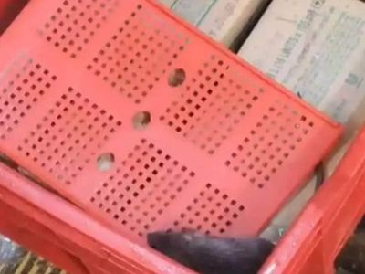 Rat allegedly spotted inside ice cream freezer at Blinkit store in Kalyan, sparks food safety concerns