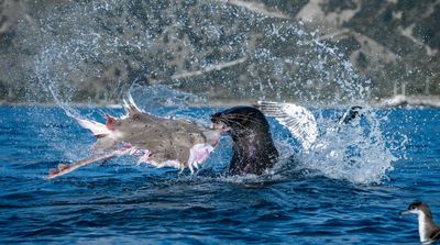 Photographer paddled a kayak to the edge of the continental shelf and waited. The feeding frenzy that emerged reminds us: the best wildlife shots come from watching, not chasing