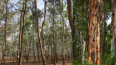 Hawaii’s 34,000 acres of managed eucalyptus plantations could become a local source of lumber for homes and infrastructure