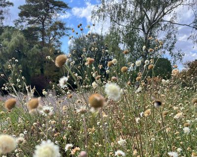 Which plants will survive and can I use grey water? Gardening as UK summers get drier