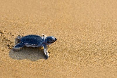 55 sea turtle hatchlings found dead after getting disoriented on way to ocean