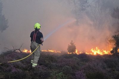 Dead trees and vanishing birds: How extreme heat will change the British landscape