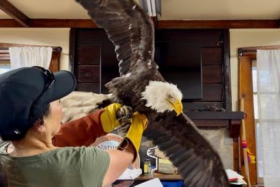 ‘Awed by nature’: fans mourn California’s beloved Jackie the bald eagle, whose legacy soars on