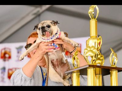 Jinny Lu, the South Korean dog rescued from the meat trade, wins world’s ugliest dog crown after four attempts