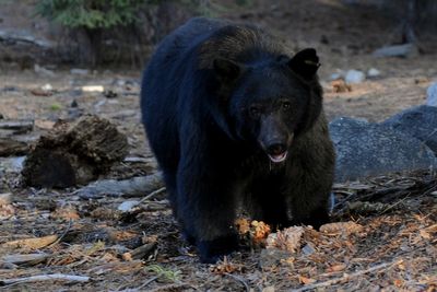 ‘I’m a little sad over my KFC’: Bear bursts into Kentucky woman’s home and steals her dinner