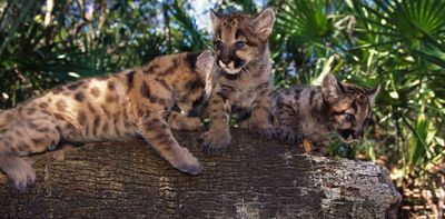 Poor genetic health threatens many species – but it’s fixable