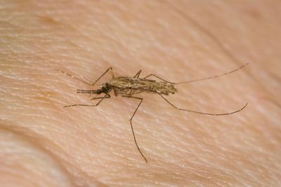 Antimalarial compound hailed as ‘exciting step forward’ in fight against disease