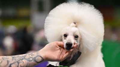 These are the 10 most photographed dog breeds of 2025 –I can't believe bulldogs got muscled out by these guys!