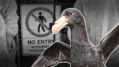 Fears for injured wildlife as bird flu spreads