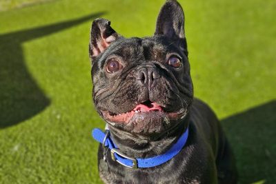 Cuteness kills: What really happens when designer dogs go out of style