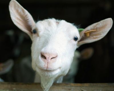 Can you solve it? A new goat for puzzledom’s GOAT