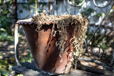 Beat the heat and get ahead in the garden for autumn