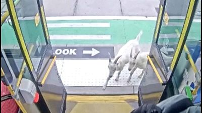 Unexpected passengers: Two goats surprise passengers by boarding a bus