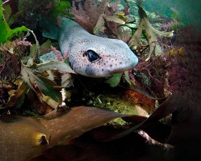 ‘Our new normal’: how marine heatwaves affect life in British seas
