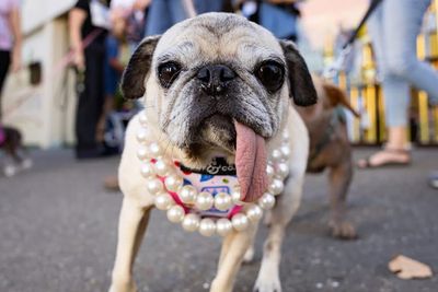 Jinny Lu, the world’s ugliest dog, proves that looks aren’t everything