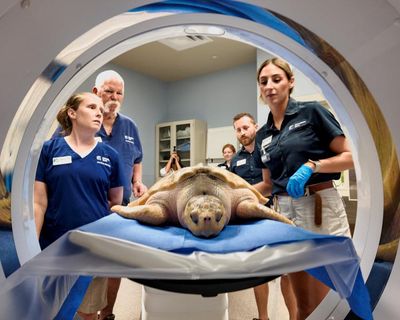 Rhossi, a rare sea turtle, recovers after 5,000-mile trek from Wales to Texas