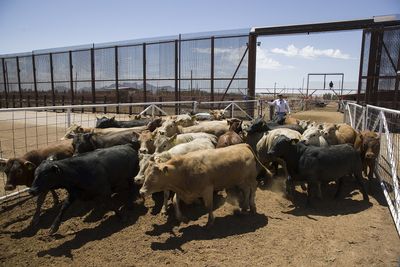 USDA Reopens an Arizona Livestock Port to Mexican Cattle This Month as Screwworm Detections Hold at 45
