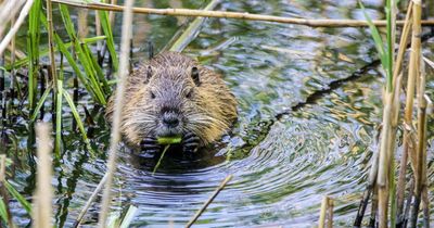 Scots encouraged to learn more about beavers as population booms
