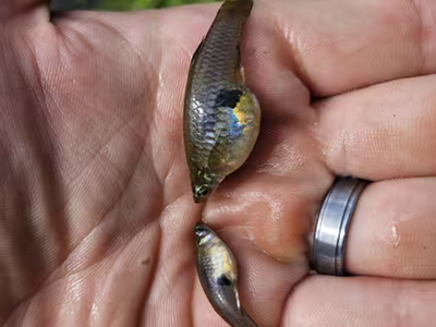 In 1905, Hawaii introduced mosquitofish to fight mosquitoes. More than 100 years later, the fish is threatening native wildlife