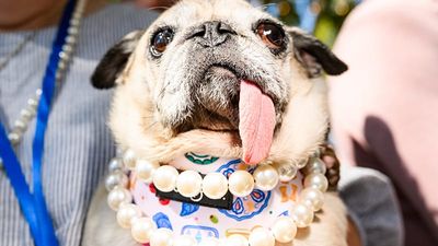 Lolling tongues and resting snarl face: The World's Ugliest Dog contest in pictures