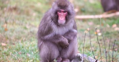 Monkey returns to Scottish wildlife park 'of his own accord' after escape