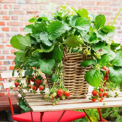 What to do with strawberry plants after fruiting to ensure a strong, bumper crop next year – the key to a strong 2027 harvest starts now
