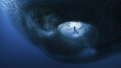 How a photographer on an unplanned dive swam into a mass of sardines and captured this breathtaking, ethereal image
