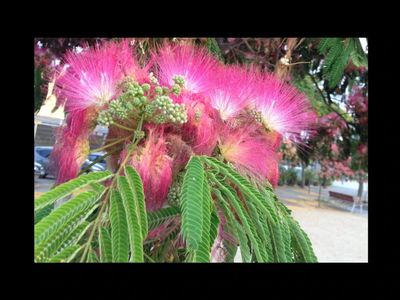In 1917, botanist Joseph Rock introduced albizia to Hawai‘i for reforestation. Now it has infested thousands of acres in O‘ahu and eastern Hawai‘i Island