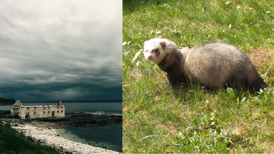 In the 1980s, ferrets were released on Northern Ireland’s Rathlin Island to control rabbits; decades later, they threatened seabirds at a colony of more than 250,000 birds