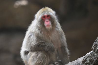Escaped monkey returns to wildlife park after roaming the Highlands