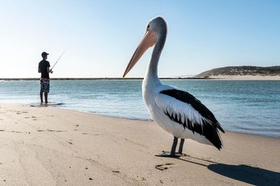 Bird flu has devastated wildlife around the world. What Australian birds are most at risk?