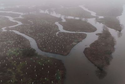 In 2026, volunteers began planting 30,000 trees to rebuild the wetland forest that once shielded New Orleans from storms