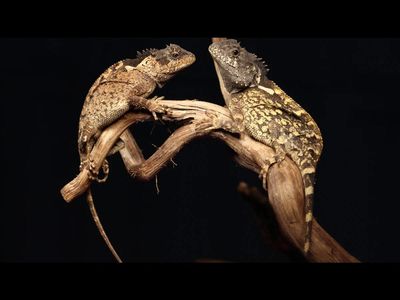 House of the Dragon comes to life in Thailand as newly discovered lizard species is named after Rhaenyra Targaryen’s dragon Syrax