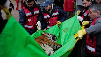 30 lions and tigers spent years in cramped concrete cages at a notorious Argentine zoo; they are now beginning a journey to sanctuaries where they can finally roam freely