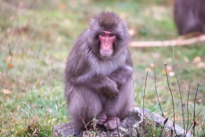 Escaped monkey returns to Highland Wildlife Park enclosure after search