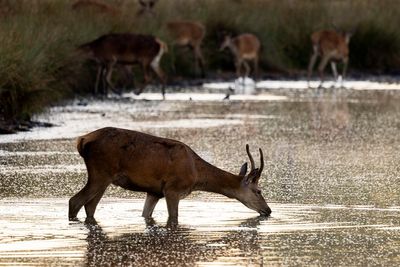 Deer put down after leaving elderly man with chest injuries in London park