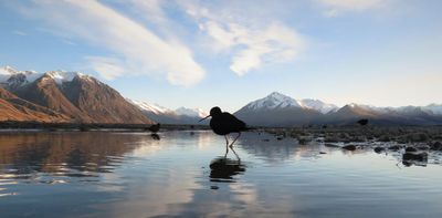 NZ has spent years preparing for H5N1 bird flu. For some species, it may not be enough