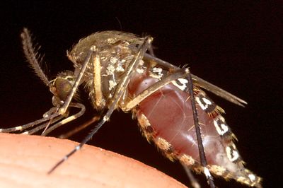 Rituximab Patients Should Guard Against Mosquito and Tick Bites as CDC Flags Risk of Severe Brain Infection