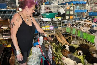 Hundreds of guinea pigs fill Massachusetts sanctuary with squeals, purrs and lots of love