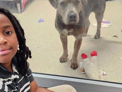 11-year-old Florida boy makes history by reading 100 hours to shelter cats and dogs