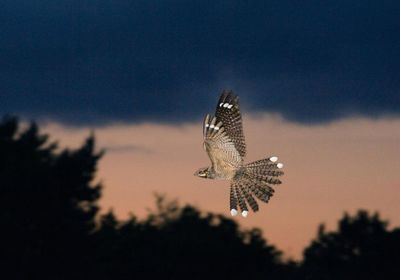 Country diary: Waiting for a nightjar is elusive and maddening – then thrilling
